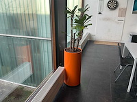 Hydrocultuur planten met pot (5x) - afbeelding 8 van  12