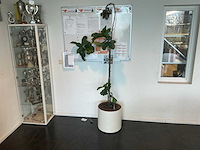 Hydrocultuur planten met pot (5x) - afbeelding 9 van  12