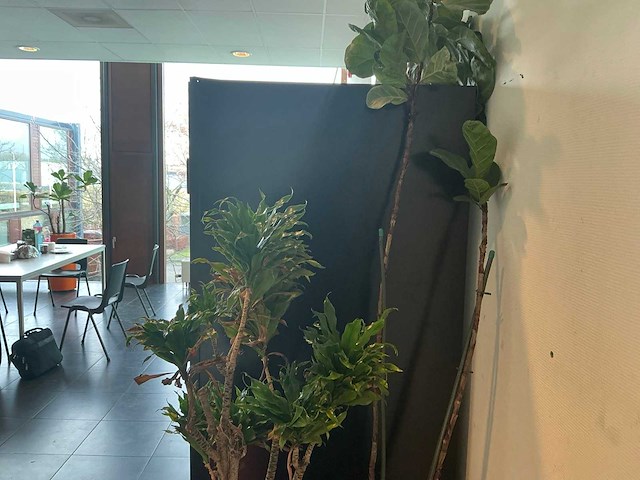 Hydrocultuur planten met pot (5x) - afbeelding 12 van  12