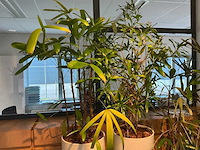 Hydrocultuur plantenbak (4x) - afbeelding 3 van  6