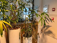 Hydrocultuur plantenbak (4x) - afbeelding 4 van  6