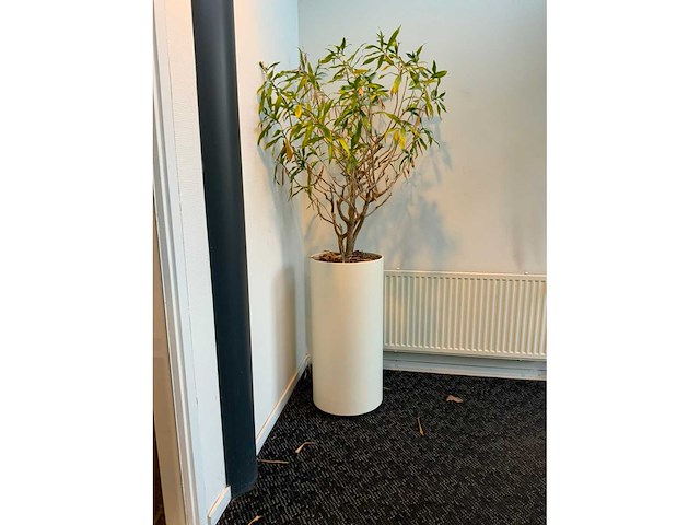 Hydrocultuur plantenbak (4x) - afbeelding 6 van  6