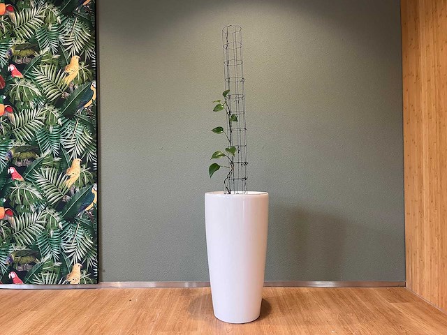 Hydrocultuurplant in kunststof pot - afbeelding 1 van  5