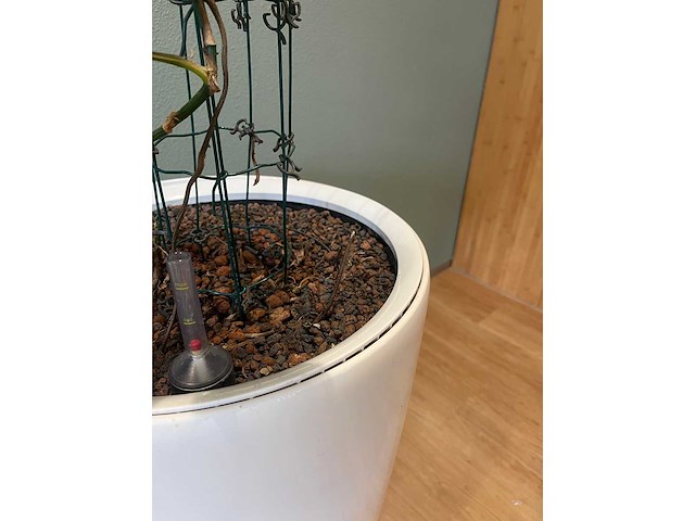 Hydrocultuurplant in kunststof pot - afbeelding 4 van  5