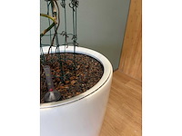 Hydrocultuurplant in kunststof pot - afbeelding 4 van  5