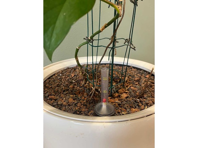 Hydrocultuurplant in kunststof pot - afbeelding 5 van  5