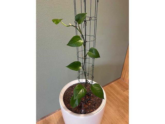 Hydrocultuurplant in kunststof pot - afbeelding 7 van  9