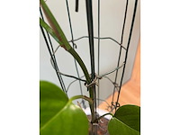 Hydrocultuurplant in kunststof pot - afbeelding 8 van  9