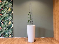 Hydrocultuurplant in kunststof pot - afbeelding 1 van  9