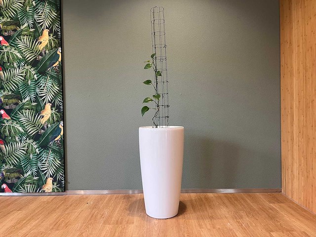 Hydrocultuurplant in kunststof pot - afbeelding 2 van  9