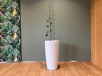 Hydrocultuurplant in kunststof pot - afbeelding 2 van  9