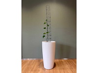 Hydrocultuurplant in kunststof pot - afbeelding 3 van  9