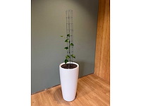 Hydrocultuurplant in kunststof pot - afbeelding 4 van  9