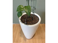 Hydrocultuurplant in kunststof pot - afbeelding 9 van  9