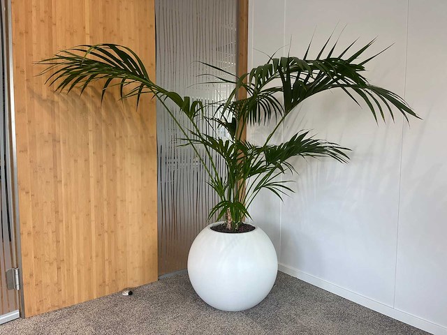 Hydrocultuurplant in ronde kunststof pot h165 - afbeelding 1 van  4