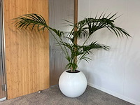 Hydrocultuurplant in ronde kunststof pot h165 - afbeelding 1 van  4