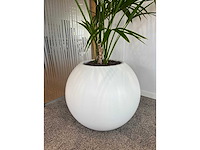 Hydrocultuurplant in ronde kunststof pot h165 - afbeelding 2 van  6