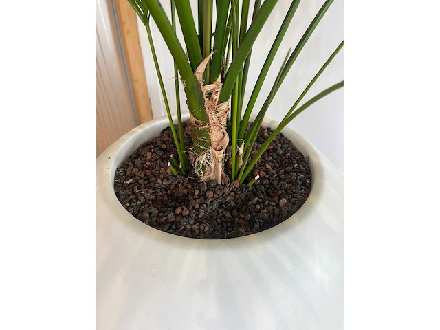 Hydrocultuurplant in ronde kunststof pot h165 - afbeelding 2 van  4