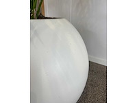 Hydrocultuurplant in ronde kunststof pot h165 - afbeelding 4 van  6