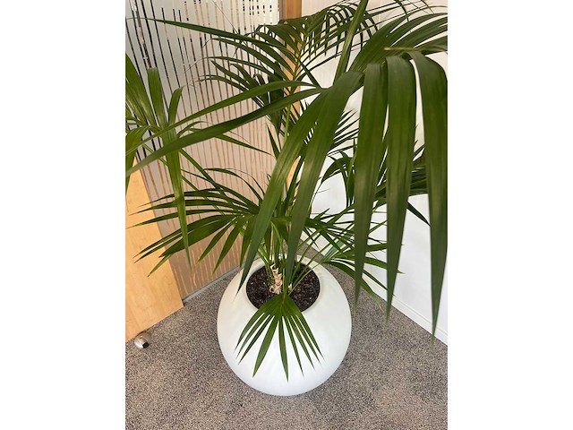 Hydrocultuurplant in ronde kunststof pot h165 - afbeelding 3 van  4