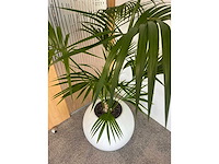 Hydrocultuurplant in ronde kunststof pot h165 - afbeelding 3 van  4
