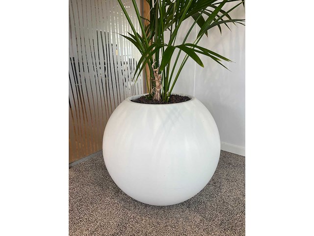 Hydrocultuurplant in ronde kunststof pot h165 - afbeelding 1 van  4