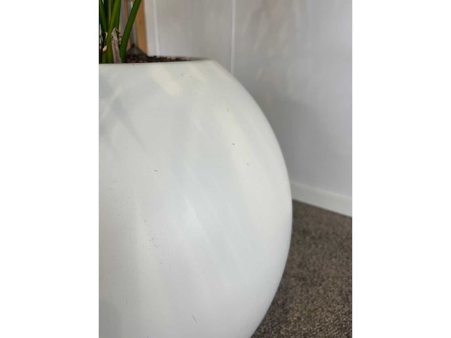Hydrocultuurplant in ronde kunststof pot h165 - afbeelding 3 van  4