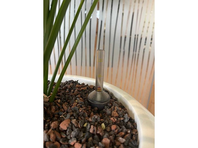 Hydrocultuurplant in ronde kunststof pot h165 - afbeelding 4 van  4