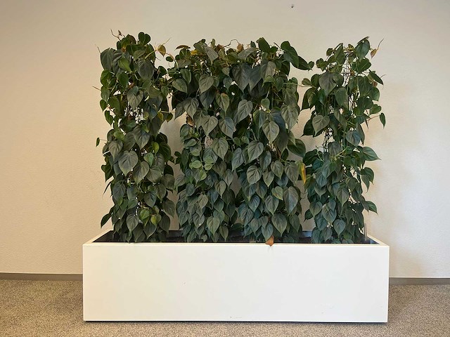Hydrocultuurplant met kunststof pot/ divider - afbeelding 1 van  7