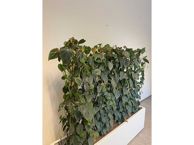 Hydrocultuurplant met kunststof pot/ divider - afbeelding 3 van  7