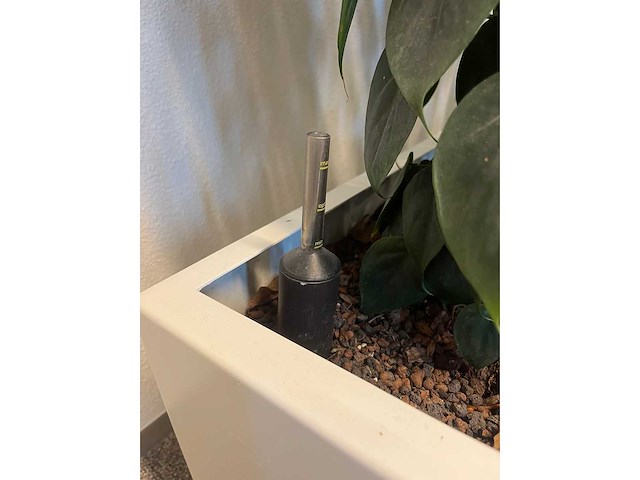 Hydrocultuurplant met kunststof pot/ divider - afbeelding 4 van  7