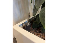Hydrocultuurplant met kunststof pot/ divider - afbeelding 4 van  7