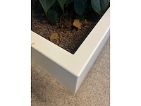 Hydrocultuurplant met kunststof pot/ divider - afbeelding 5 van  7