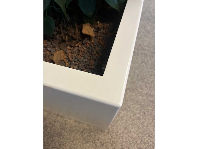 Hydrocultuurplant met kunststof pot/ divider - afbeelding 6 van  7