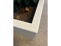 Hydrocultuurplant met kunststof pot/ divider - afbeelding 6 van  7