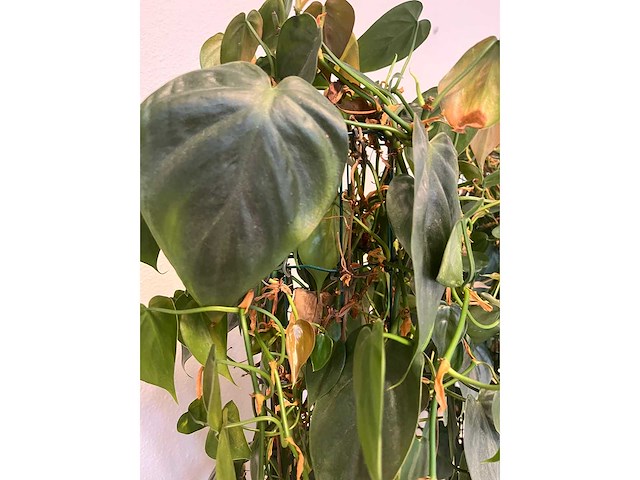 Hydrocultuurplant met kunststof pot/ divider - afbeelding 7 van  7