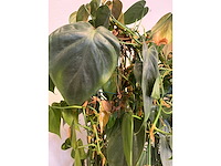 Hydrocultuurplant met kunststof pot/ divider - afbeelding 7 van  7