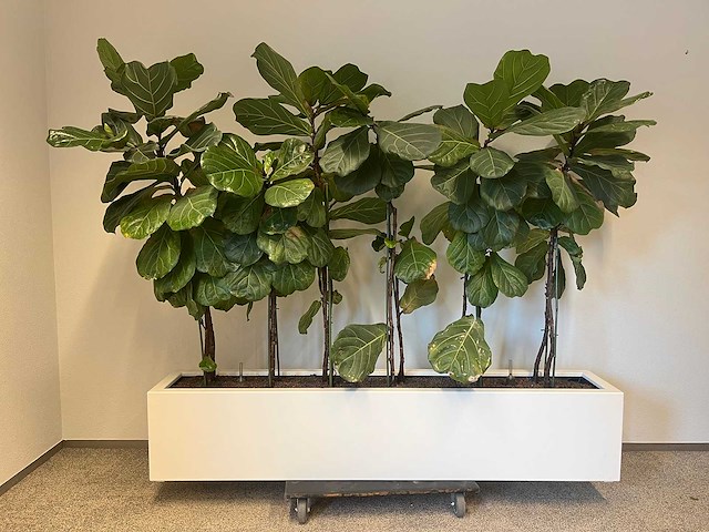 Hydrocultuurplant met kunststof pot/ divider - afbeelding 1 van  2