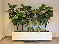 Hydrocultuurplant met kunststof pot/ divider - afbeelding 1 van  2
