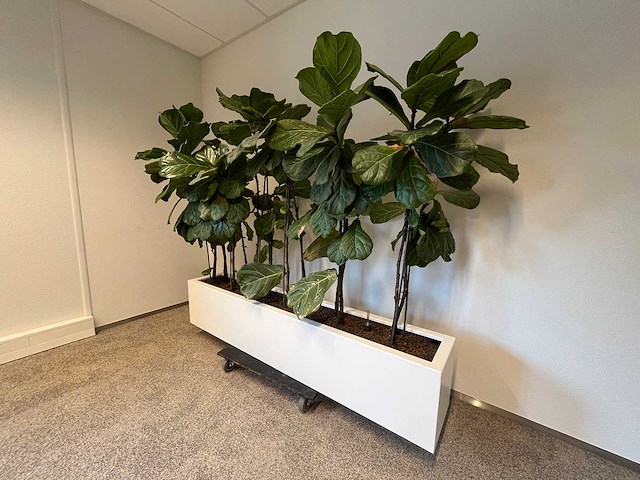 Hydrocultuurplant met kunststof pot/ divider - afbeelding 2 van  7