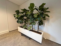 Hydrocultuurplant met kunststof pot/ divider - afbeelding 2 van  7