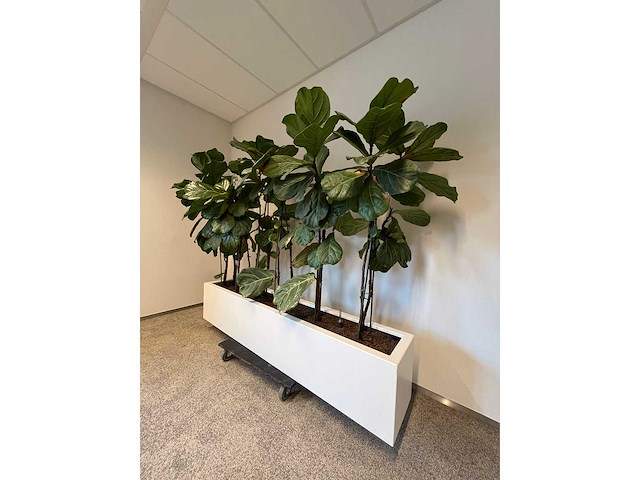Hydrocultuurplant met kunststof pot/ divider - afbeelding 2 van  2