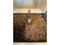 Hydrocultuurplant met kunststof pot/ divider - afbeelding 4 van  7