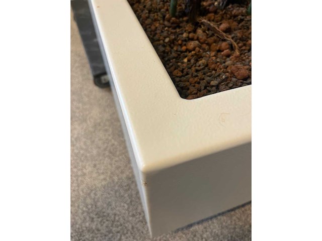 Hydrocultuurplant met kunststof pot/ divider - afbeelding 5 van  7
