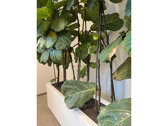 Hydrocultuurplant met kunststof pot/ divider - afbeelding 6 van  7