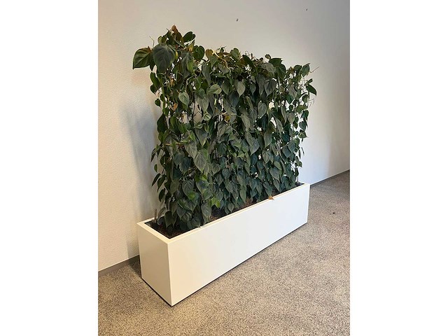 Hydrocultuurplant met kunststof pot/ divider - afbeelding 1 van  2