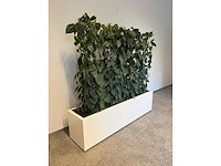 Hydrocultuurplant met kunststof pot/ divider - afbeelding 1 van  2