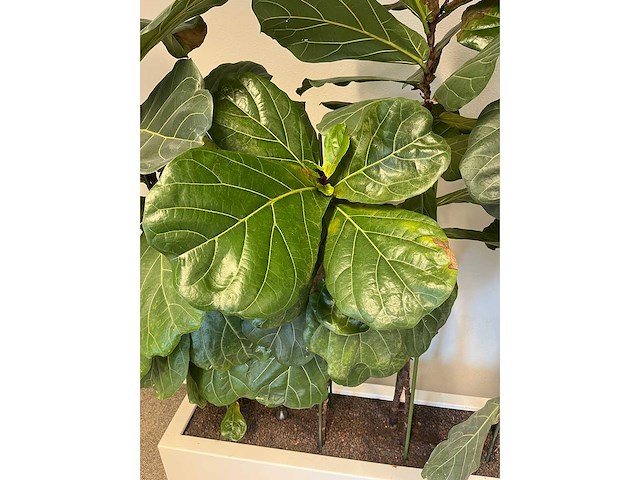 Hydrocultuurplant met kunststof pot/ divider - afbeelding 4 van  4