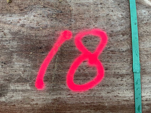 Iep (0,620 m3) - afbeelding 4 van  12