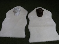 Ijsbeer vloerkleden - 85x55cm - set van 2 stuks - afbeelding 1 van  4